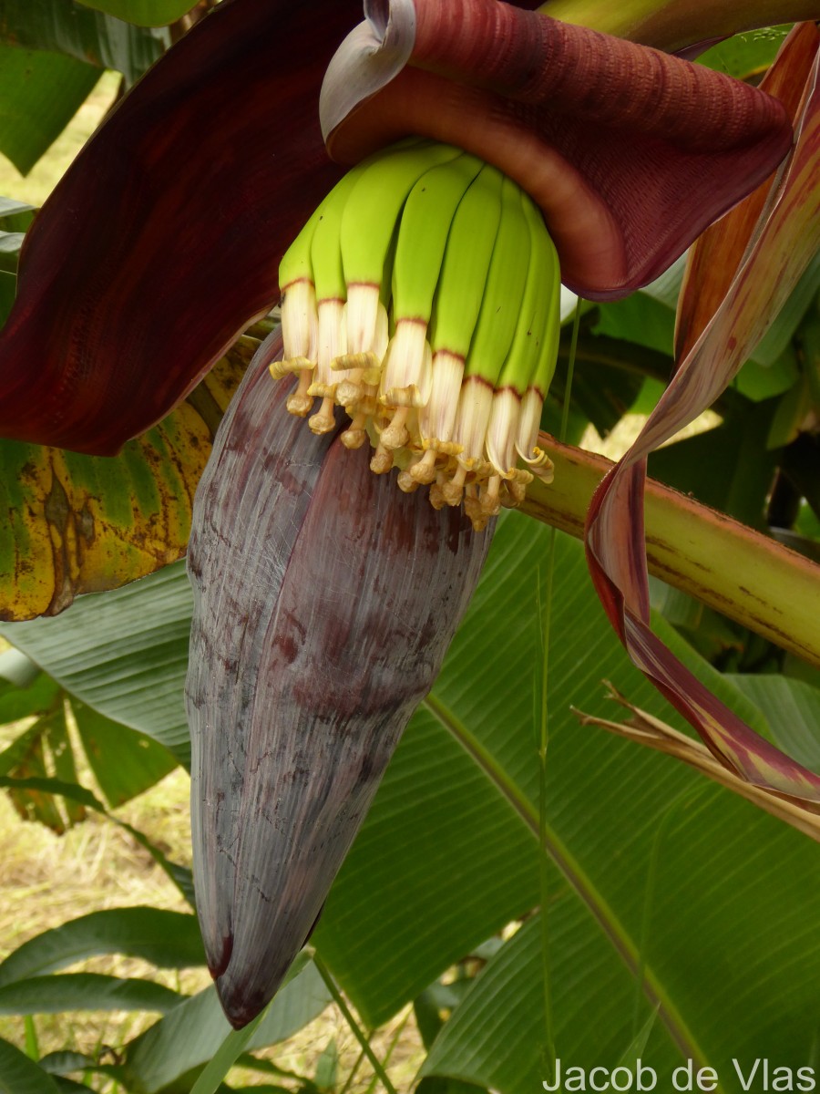 Musa × paradisiaca L.